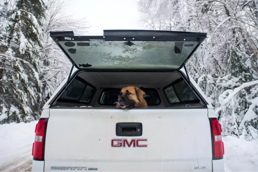 GMC Sierra Dog Car Seat for Tibetan Spaniels