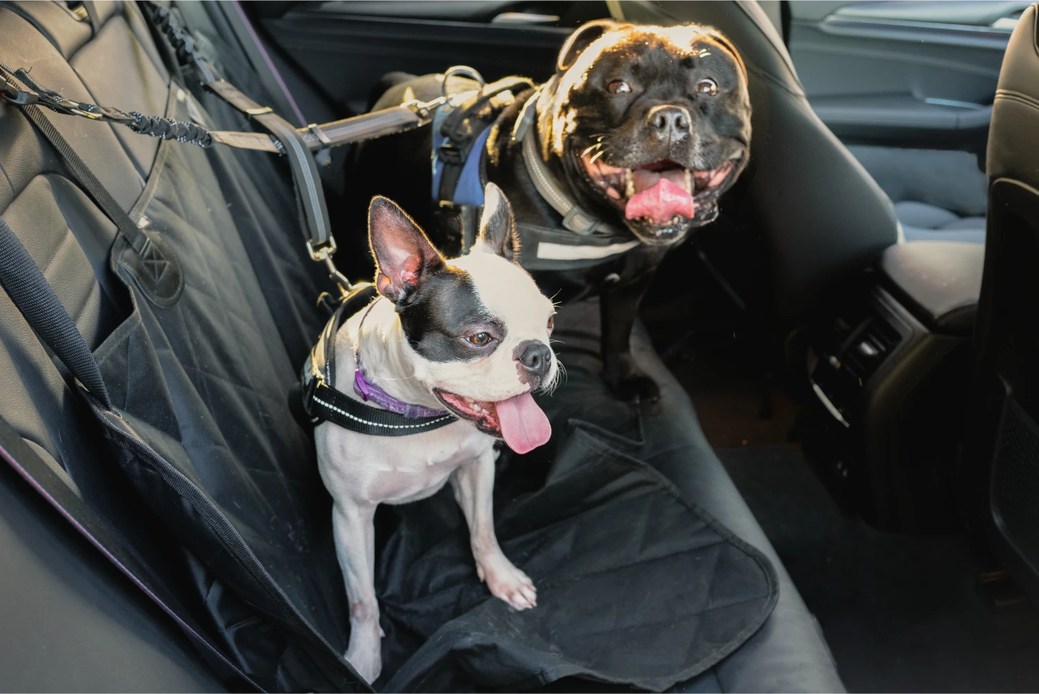 Honda Odyssey Dog Car Seat Belt for Chow Chows