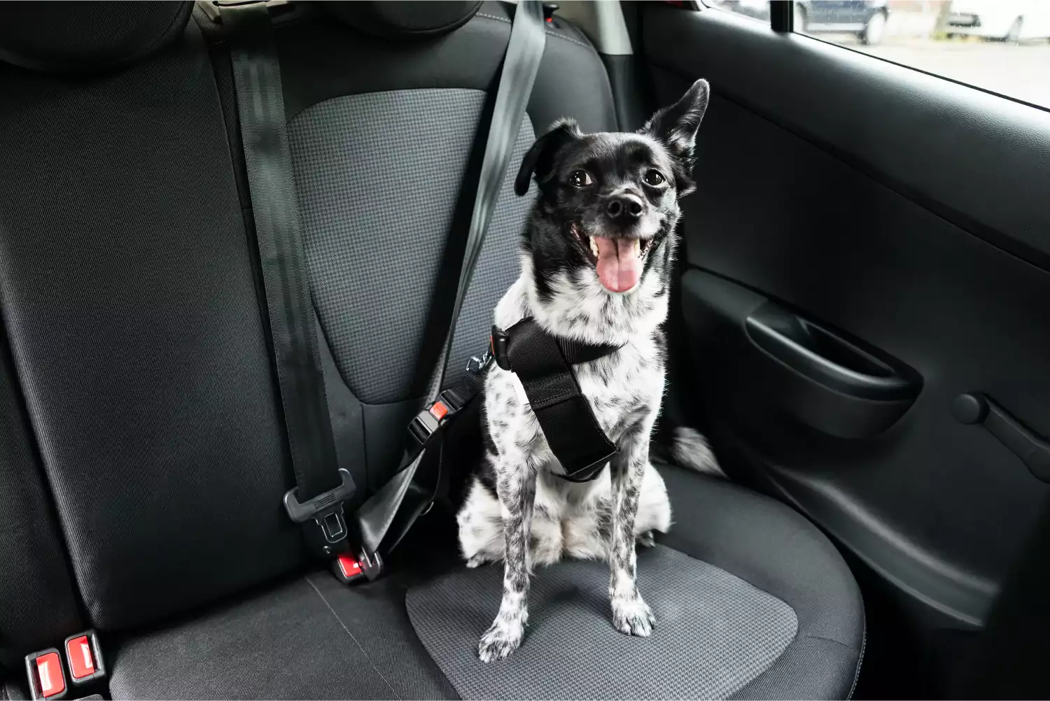 Newfoundlands Dog Car Seat Belt for Chevrolet Equinox