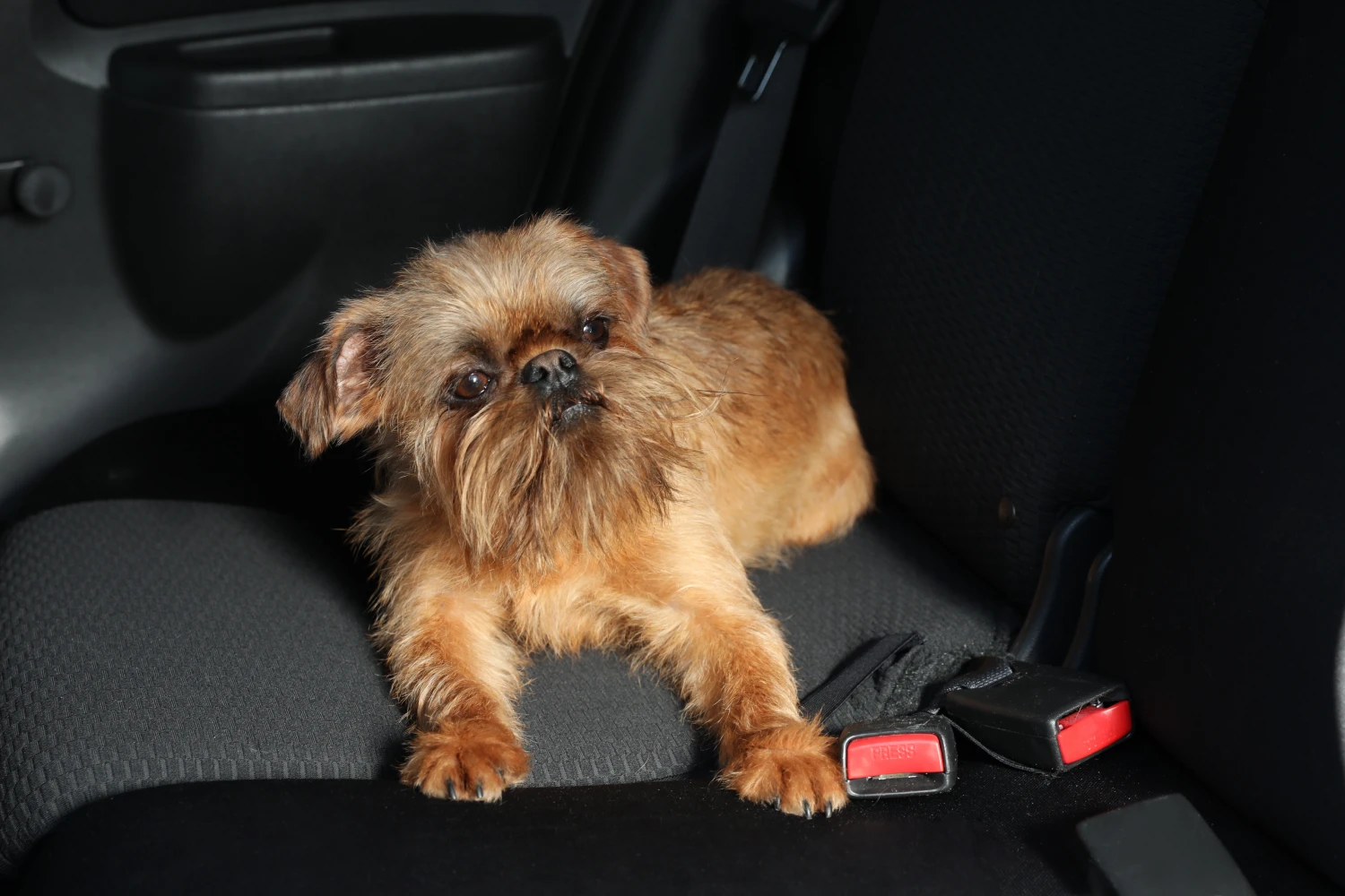 Kia Sorento back seat cover for Brussels Griffons
